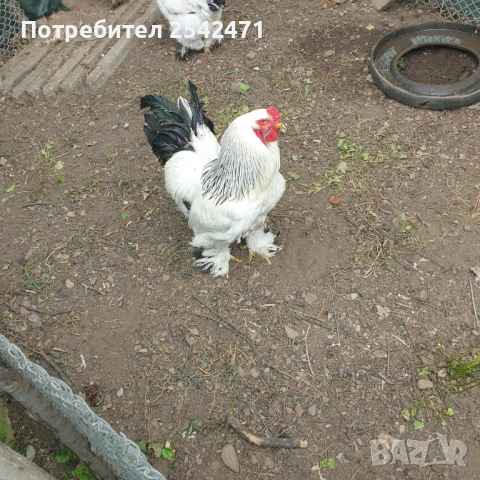 Яйца от Колумбийска брама, снимка 4 - Кокошки и пуйки - 53799620