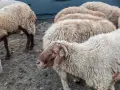 бартер за крави телета , снимка 11