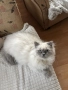 Мъжки котарак за Разплод, снимка 3