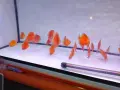 Дискуси млади риби. , снимка 3