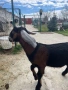  🐐 Продавам мъжки англо-нубийски ярета, снимка 10