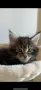 Maine coon чистокръвни, снимка 1
