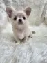 чихуахуа момченце , снимка 7