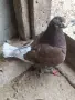 Продавам мъжки Кинг , снимка 5