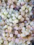 Продавам грозде букет - 0,75 евро/кг, снимка 4