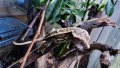 Ресничест бананояден гекон Crested gecko, снимка 1