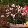 Гаура (Gaura lindheimeri), снимка 4