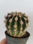 кактус ехинопсис , снимка 4