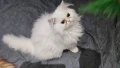 Продавам персийско котенце , снимка 3