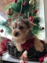 Мъжко йорки , снимка 7