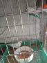 диамантени Гугутки , снимка 3