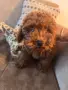 Продавам той пуделче/ toy poodle, снимка 2