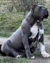 American bully XL / Американско були ХЛ, снимка 4