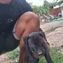 Продават се питбучета!, снимка 3