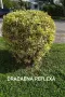 Драцена рефлекса в саксия - изключително растение , снимка 2