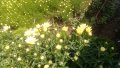 Продавам цветя Градинска маргарита – бяла и жълта, разсад, снимка 7