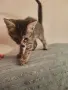 Подарявам 3 малки котета, снимка 6