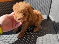 Мини Пудели Актуално от 19.2.2026, снимка 2