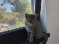 Продавам Малко Котенце, Късокосместа И Игрива! , снимка 4