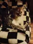 Подарявам малко коте, снимка 6