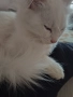 котенца бели,4 мес, снимка 5