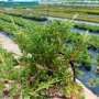 Juniperus Prince of Wales, Хвойна Принца на Уелс, снимка 10