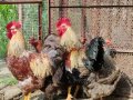 Сребърни и червени катунски пилета, снимка 1 - Кокошки и пуйки - 41455038