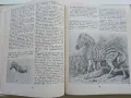 По следите на изчезналите животни - Николай Йовчев - 1982г., снимка 4