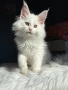 Мейн кун котенца / Мейн куун котенца / Maine coon kittens, снимка 3