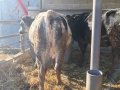 Заплодени юници и крава, снимка 2