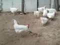 Сини яйца от бял Легбар , снимка 15
