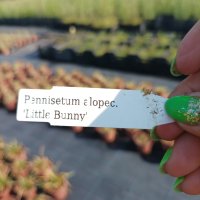 Пенисетум Малкото зайче, Pennisetum alopecuroides Little Bunny , снимка 6 - Градински цветя и растения - 42225243