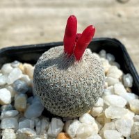 Epithelantha micromeris PH 166, снимка 1 - Стайни растения - 41943574