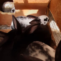 Зайци , снимка 7 - Други животни - 44560613