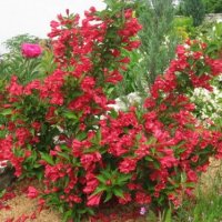Вайгела (3 налични цвята), снимка 5 - Градински цветя и растения - 35802390