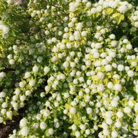 Физокарпус жълт, Physocarpus opulifolius ‘Dart’s Gold’, снимка 9 - Градински цветя и растения - 39879732