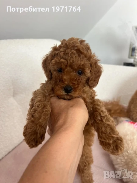 Продавам женски той пудел, снимка 1