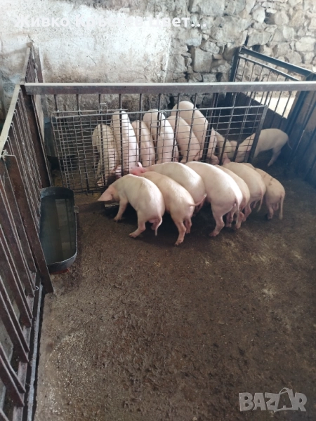 Продавам малки прасета , снимка 1