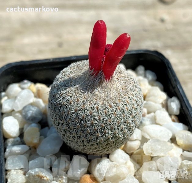 Epithelantha micromeris PH 166, снимка 1