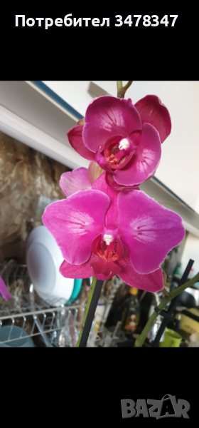 Орхидея пелорик, снимка 1
