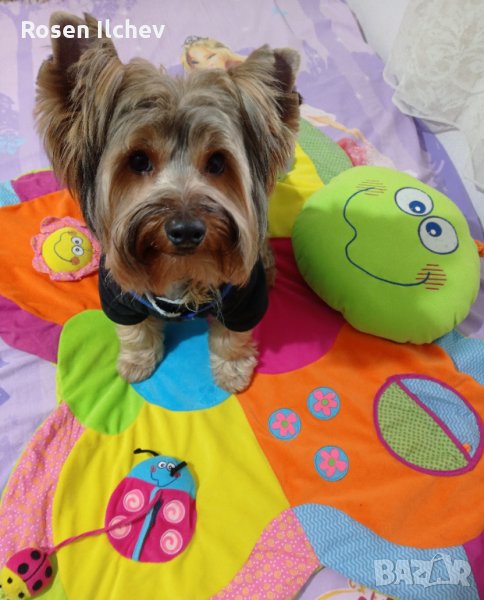 Хотел за кучета,зайци,гризачи ,птици и котки, снимка 1