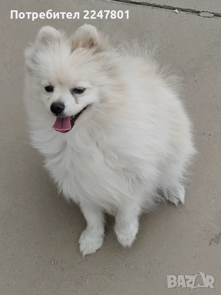 Померан , снимка 1