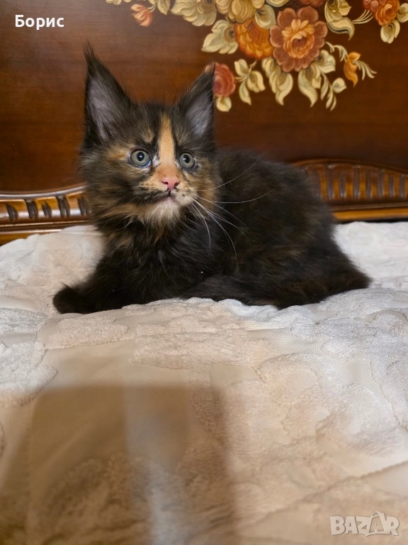 Мейн куун котета, снимка 1