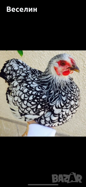 Оплодени яйца от Виандот Стандарт Qica viandot standart, снимка 1