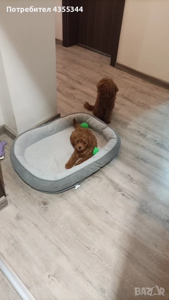 Мини пудел , снимка 1