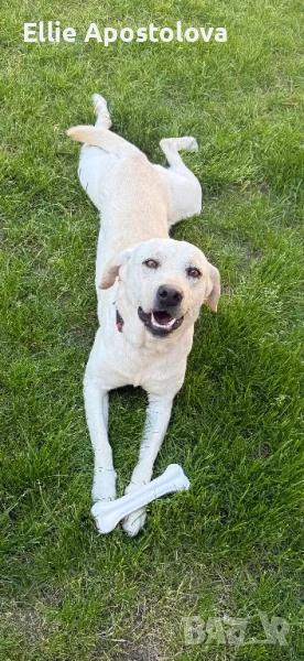 Лабрадор кученца, снимка 1