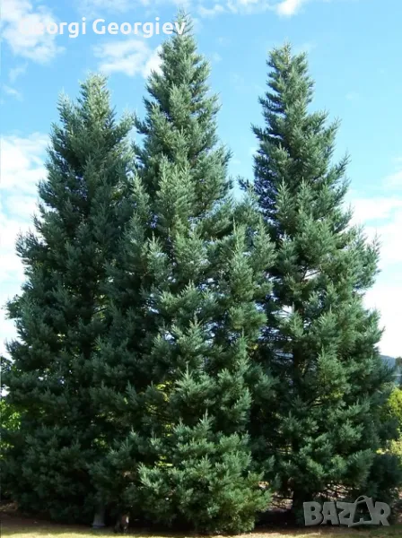 Продавам едроразмерни иглолистни дървета 4 до 8 метра, снимка 1