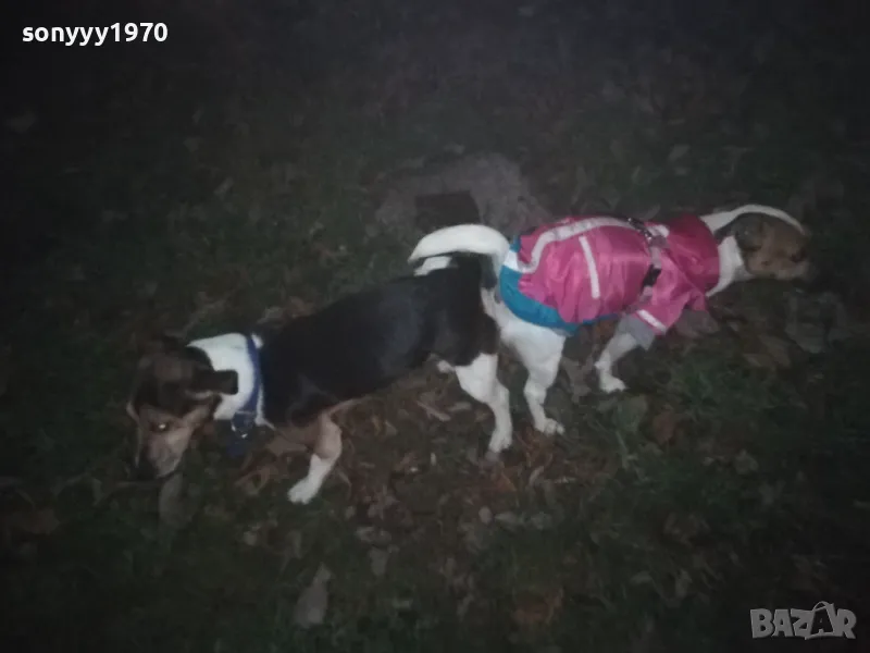 ДЖАК СИ ТЪРСИ ДАМА 0901251815, снимка 1