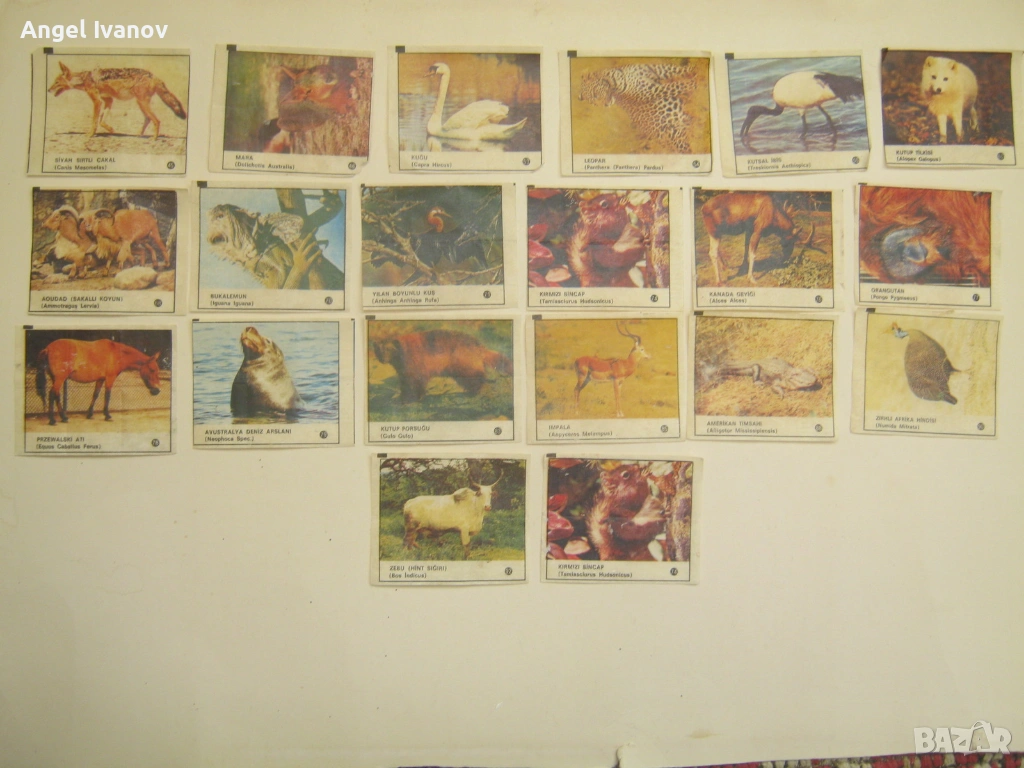 Картинки от дъвки, снимка 1