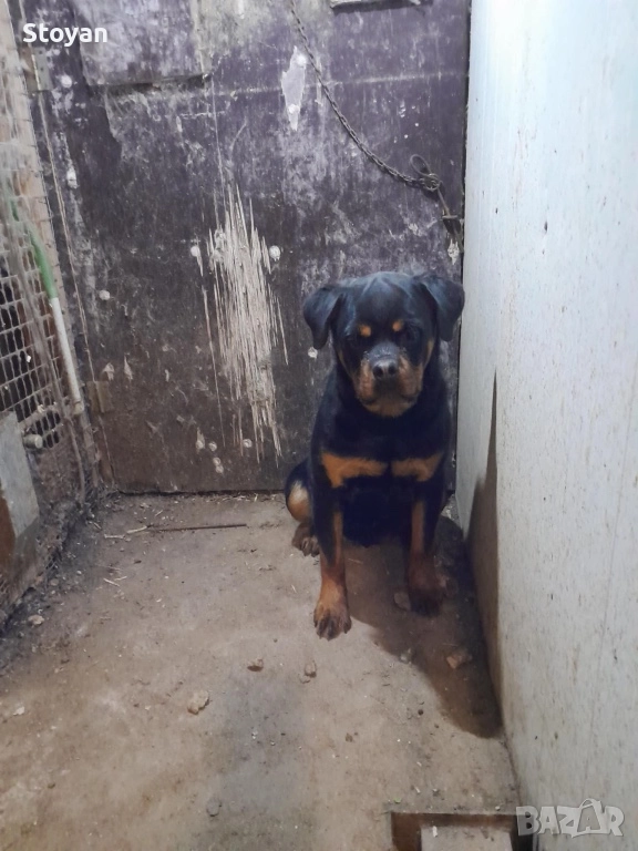 Продавам женски ротвайлер , снимка 1